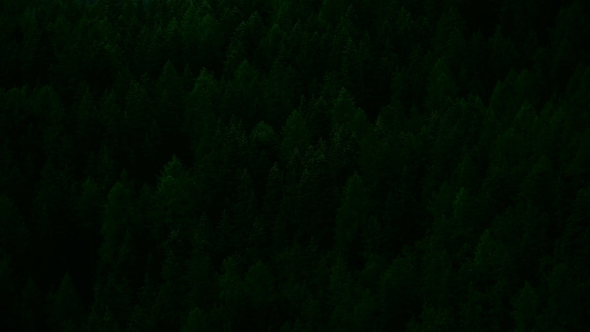 bird's eye view of green trees