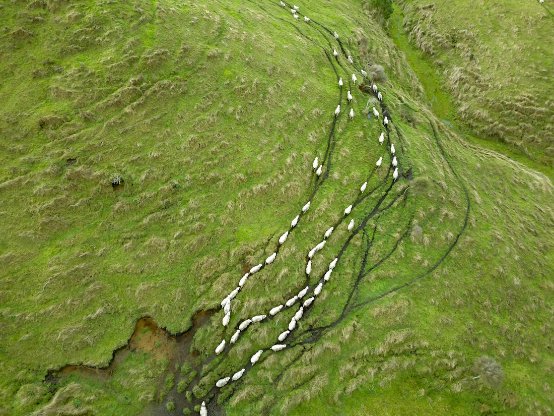green moss in close-up photography