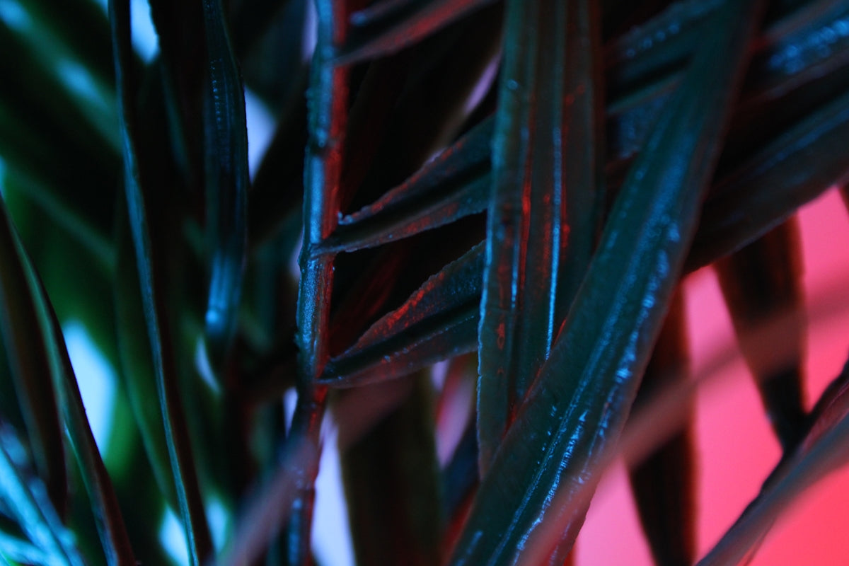 a close up of a plant with green leaves