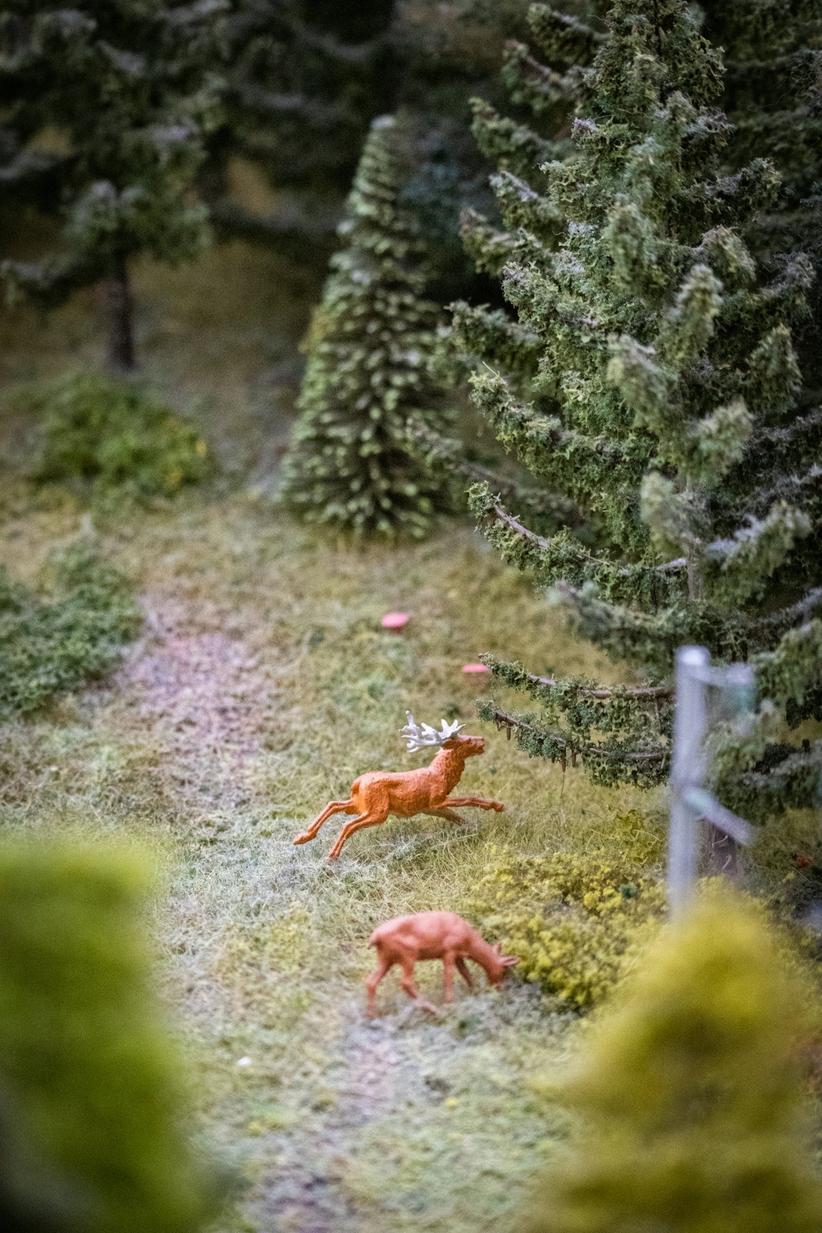 a couple of animals that are in the grass