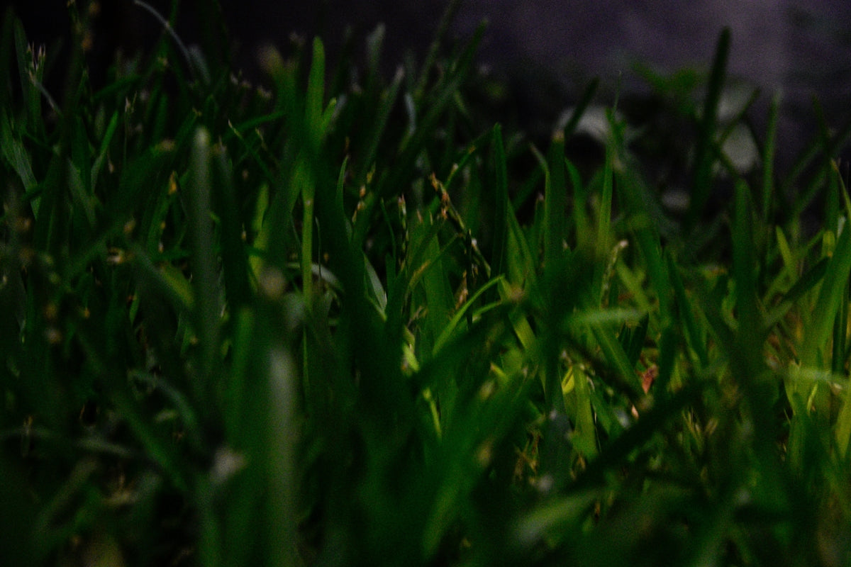 a close up of some green grass with a blurry background