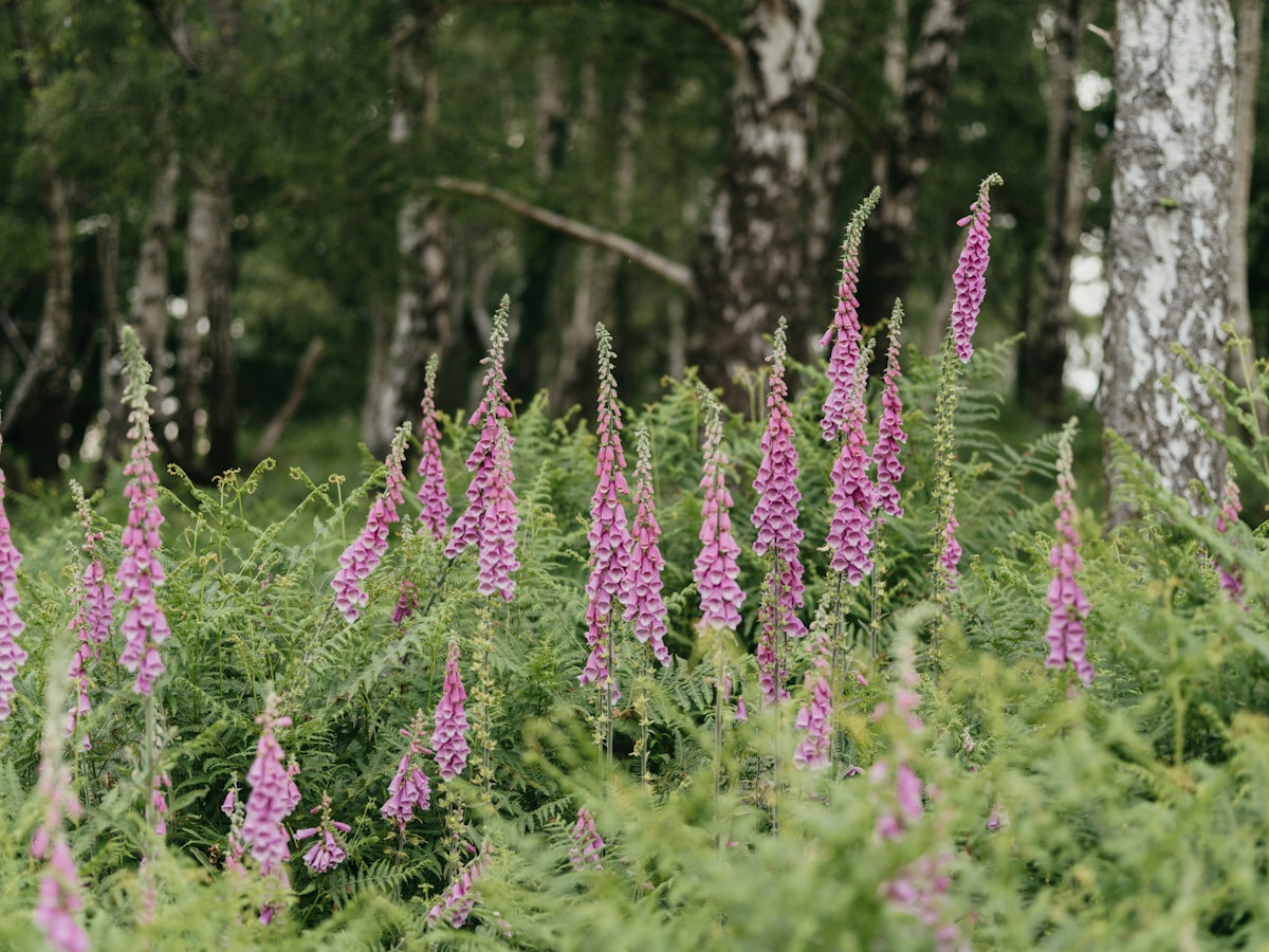 a field full of purple flowers next to a forest