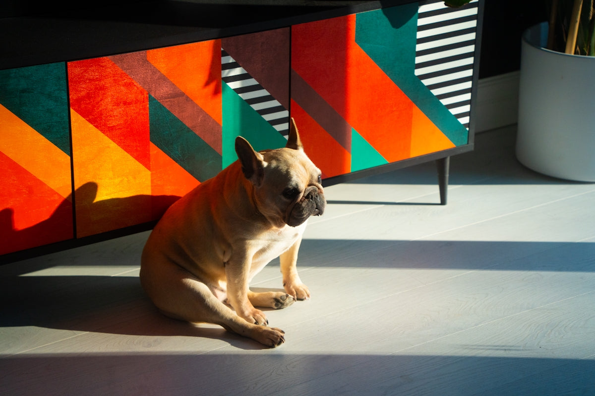 A french bulldog sits in sunlight near colorful furniture.