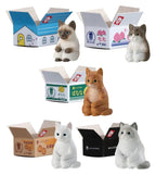 Machiboke Katter Gashapon Blind Packs Mini Figurer 4 cm Display (20) Banpresto