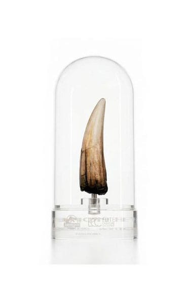 Jurassic Park III Prop Replica 1/1 Spinosaurus Tooth 14 cm