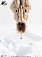 Jurassic Park III Prop Replica 1/1 Velociraptor Resonance Chamber 18 cm Elite Creature Collectibles