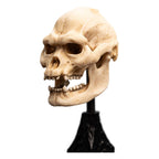 Lord of the Rings Mini Statue: Skull of Lurtz 14 cm Weta Workshop