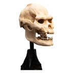Lord of the Rings Mini Statue: Skull of Lurtz 14 cm Weta Workshop
