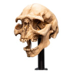 Lord of the Rings Mini Statue: Moria Orc Skull 13 cm Weta Workshop