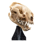 Lord of the Rings Mini Figur Skull of a Warg 20 cm Weta Workshop
